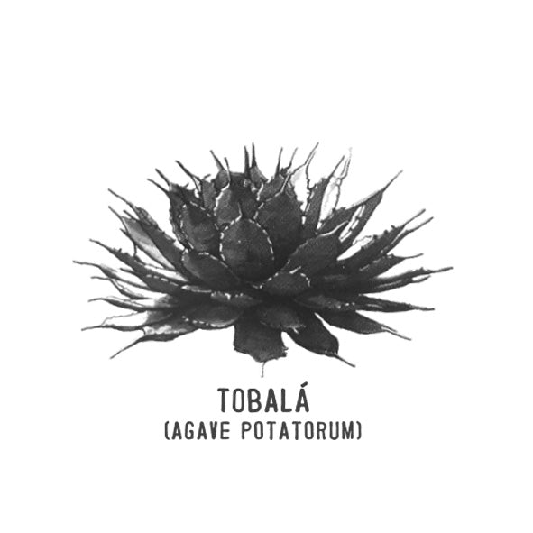 Tobalá 700ml 